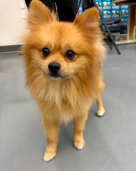 Apollo -  Pomeranian Dog Available for Adoption in Winter Haven, Florida - Apollo | PetCurious