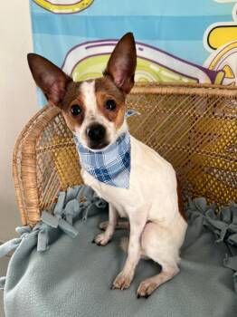 Rat Terrier and Chihuahua Dogs Available for Adoption - JoJo | PetCurious