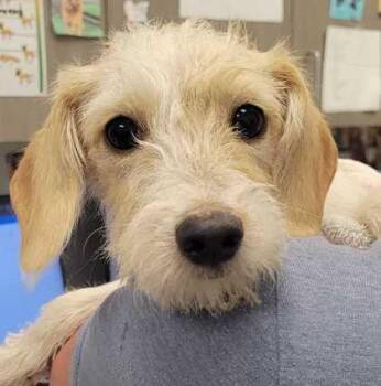 Marina -  Dachshund and Mixed Breed Dog for Adoption in Kansas City, Missouri - Marina | PetCurious