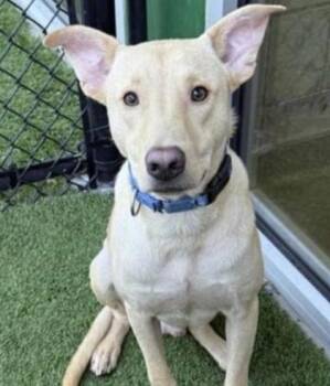 Rescue Mixed Breed Dogs for Adoption in Carrollton, Texas - Goofy | PetCurious