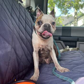 Boston Terrier Dogs Available for Adoption in Lake Jackson, Texas - Benz | PetCurious