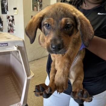 Lilah -  Retriever and Shepherd Dog for Adoption in Birmingham, Alabama - Lilah | PetCurious