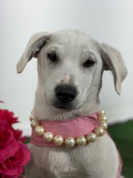 Ella-One of our Amazing Rescue Dogs -  Labrador Retriever and Mixed Breed Dog for Adoption in Carlsbad, California - Ella-One Of Our Amazing Rescue Dogs | PetCurious