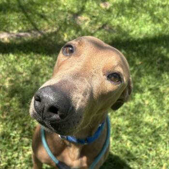 Brandon -  Labrador Retriever Dog for Adoption in Pearland, Texas - Brandon | PetCurious