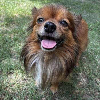 Rusty -  Pomeranian and Chihuahua Dog for Adoption in Matthews, North Carolina - Rusty | PetCurious