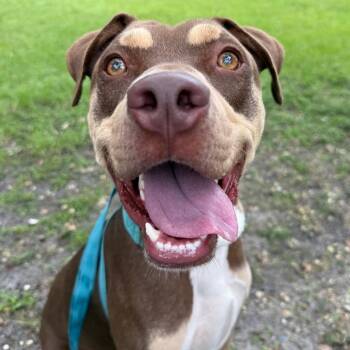 Ansel -  Mixed Breed Dog for Adoption in Sarasota, Florida - Ansel | PetCurious