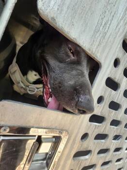 American Staffordshire Terrier Dogs Available for Adoption - A798826 | PetCurious