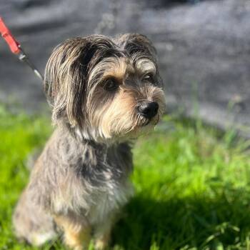 Happy -  Yorkshire Terrier Dog for Adoption in Barrie, Ontario - Happy | PetCurious