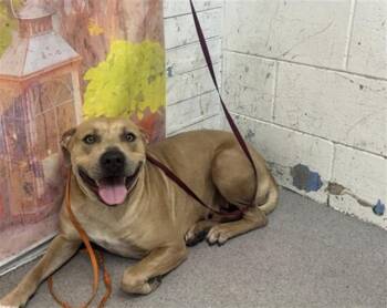 SADIE -  Pit Bull Terrier Dog for Adoption in San Bernardino, California - SADIE | PetCurious