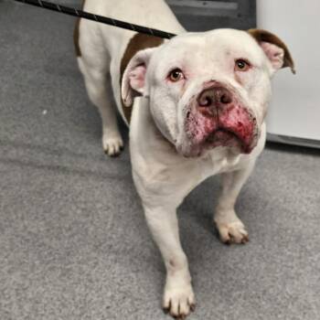 Pit Bull Terrier Dogs Available for Adoption - Ham Biscuit | PetCurious