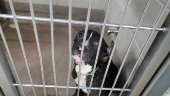 SENCERE -  Pit Bull Terrier and Cane Corso Dog for Adoption in Aurora, Illinois - SENCERE | PetCurious