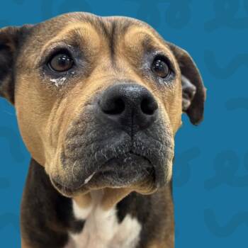 Clover -  Pit Bull Terrier Dog for Adoption in Reno, Nevada - Clover | PetCurious