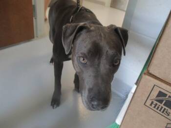 ZOEY -  Staffordshire Bull Terrier Dog for Adoption in Ocala, Florida - ZOEY | PetCurious