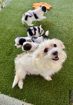 Princey -  Terrier and Mixed Breed Dog for Adoption in Los Angeles, California - Princey | PetCurious