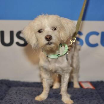 MABEL -  Maltese Dog for Adoption in Waterford, New Jersey - MABEL | PetCurious