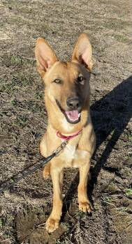 German Shepherd Dog Dogs Available for Adoption - Tito | PetCurious