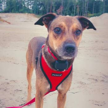 Veda -  Mixed Breed Dog for Adoption in New York, New York - Veda | PetCurious