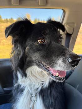 Lucy -  Australian Shepherd Dog for Adoption in Coeur D