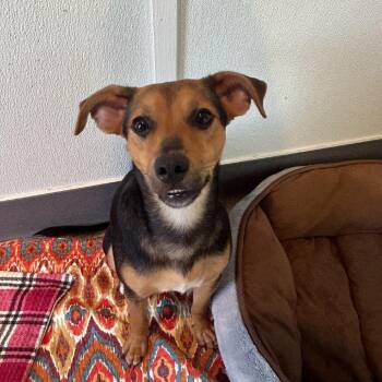 Mr Boogedy 0349 -  Mixed Breed Dog for Adoption in Loxahatchee Groves, Florida - Mr Boogedy 0349 | PetCurious