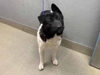 Akita Dogs Available for Adoption in Las Vegas, Nevada - AVY | PetCurious