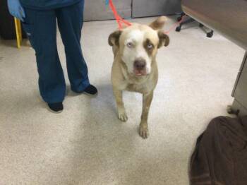 BENJI -  Pit Bull Terrier Dog for Adoption in Riverside, California - BENJI | PetCurious