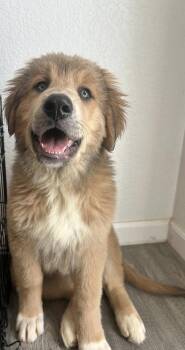 Great Pyrenees Dogs Available for Adoption in Colorado Springs, Colorado - Harry | PetCurious