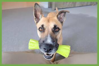 Sage -  German Shepherd Dog and Siberian Husky Dog for Adoption in Amherst, Massachusetts - Sage | PetCurious