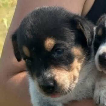 Dolly -  Mixed Breed Dog for Adoption in Madison, Wisconsin - Dolly | PetCurious