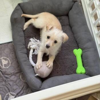 Chihuahua and Maltese Dogs Available for Adoption in South Elgin, Illinois - Gucci - Home To Home | PetCurious