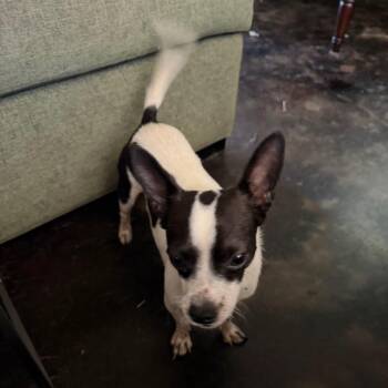 Bandit -  Chihuahua Dog for Adoption in Ennis, Texas - Bandit | PetCurious