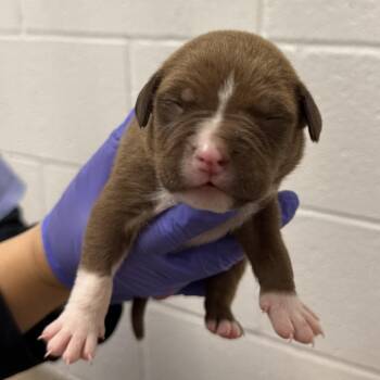 Pit Bull Terrier Dogs Available for Adoption - ZZ Top | PetCurious