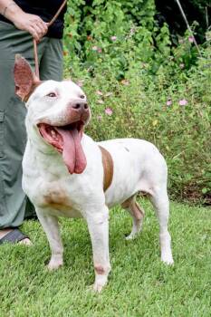 Drax -  American Bulldog Dog for Adoption in Houston, Texas - Drax | PetCurious