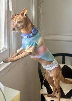 Taco -  Chihuahua and Mixed Breed Dog for Adoption in Thousand Oaks, California - Taco | PetCurious