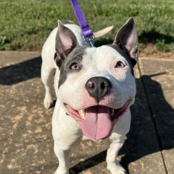 Baby Blue (20260602-01) -  Bulldog Dog Available for Adoption in Niagara Falls, Ontario - Baby Blue (20260602-01) | PetCurious