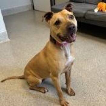 Mixed Breed Dogs Available for Adoption in Lansing, Michigan - Chi Lynn | PetCurious