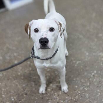Beagle and Terrier Dogs Available for Adoption in Incline Village, Nevada - Pancake | PetCurious