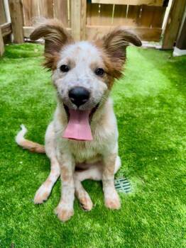 Peter -  Chow Chow and Australian Shepherd Dog for Adoption in Sedalia, Colorado - Peter | PetCurious
