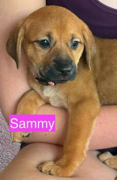 Sammy -  Hound Dog for Adoption in Gilberts, Illinois - Sammy | PetCurious