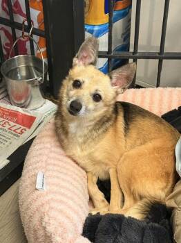 Portia -  Mixed Breed Dog for Adoption in Georgetown, South Carolina - Portia | PetCurious