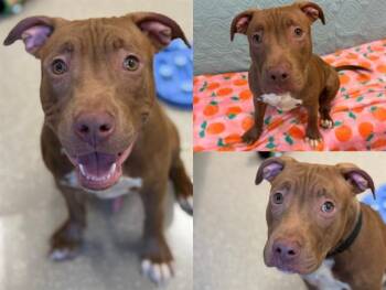 RED -  Pit Bull Terrier Dog for Adoption in Fort Wayne, Indiana - RED | PetCurious