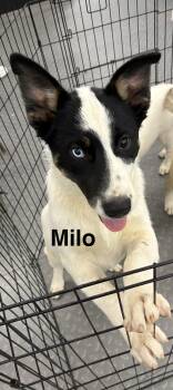Milo -  Husky Dog for Adoption in Mobile, Alabama - Milo | PetCurious