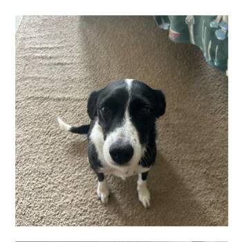 Rescue Border Collie Dogs for Adoption in Lawrenceville, Georgia - Luna | PetCurious