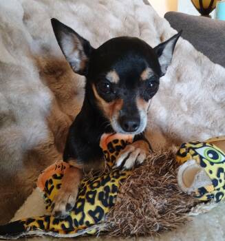 Chihuahua Dogs Available for Adoption in Phoenix, Arizona - Cosmo | PetCurious