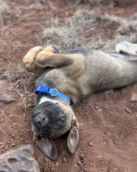 Arizona Litter: Chandler -  Belgian Shepherd Malinois and German Shepherd Dog Dog for Adoption in Vancouver, Washington - Arizona Litter: Chandler | PetCurious