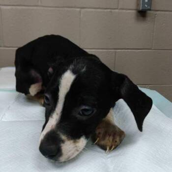 Pit Bull Terrier and Mixed Breed Dogs Available for Adoption - Flora | PetCurious