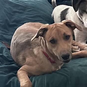 FWT Frankie -  Vizsla Dog Available for Adoption in Midland, Texas - FWT Frankie | PetCurious