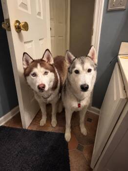 Koda & Togo- A Bonded Pair -  Husky Dog for Adoption in Sumter, South Carolina - Koda & Togo- A Bonded Pair | PetCurious