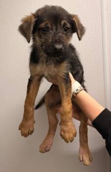 Shepherd Dogs Available for Adoption - Gazpacho | PetCurious