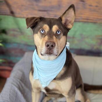 Husky and Mixed Breed Dogs Available for Adoption - Grizzly | PetCurious