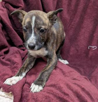 Pit Bull Terrier Dogs Available for Adoption in Plano, Texas - Tim A217416 | PetCurious